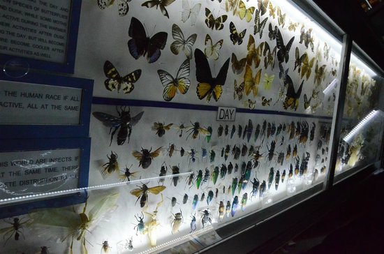 حديقة الفراشات بينانج