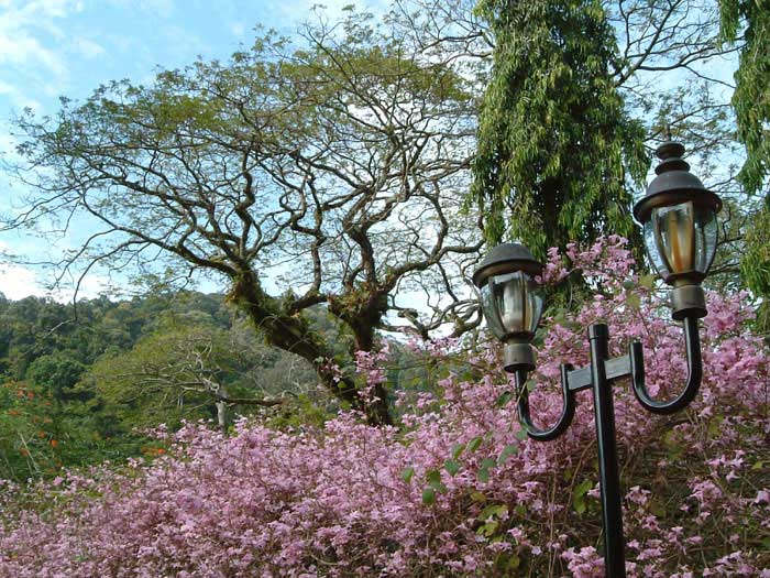 ما يميز حدائق النباتات في بحدائق بينانج النباتيةينانج