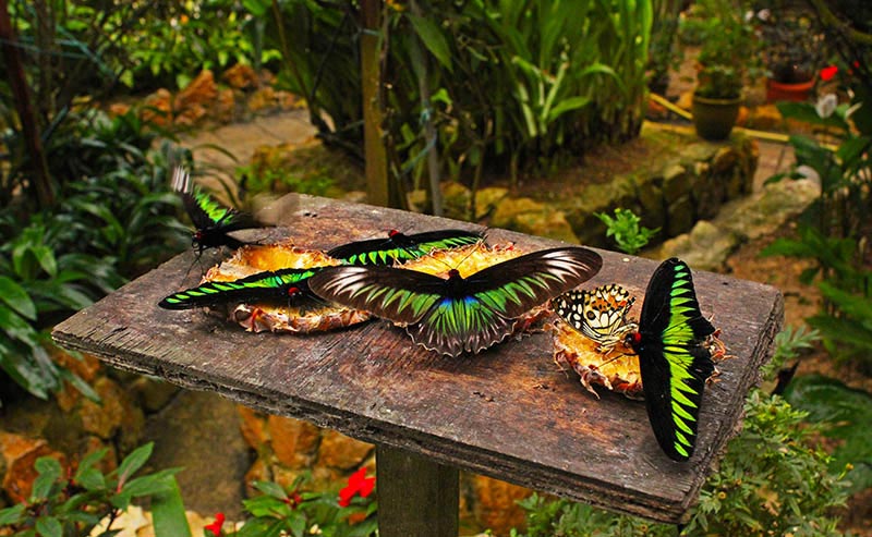 حديقة الفراشات كاميرون هايلاند