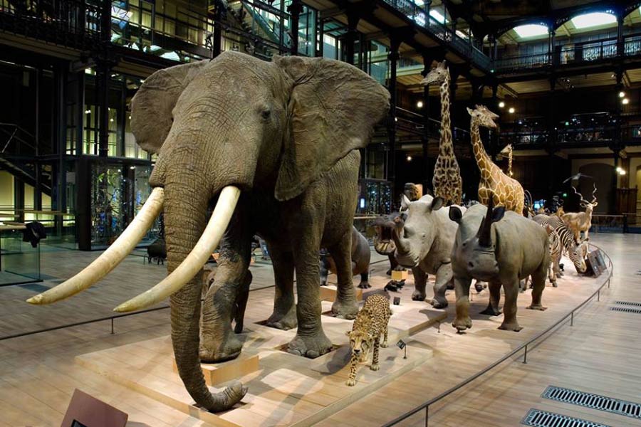 متحف التاريخ الطبيعي جنيف