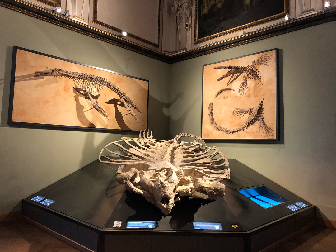  متحف التاريخ الطبيعي في فيينا