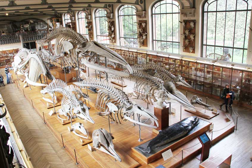 متحف التاريخ الطبيعي باريس