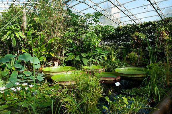 حديقة جامعة اكسفورد النباتية